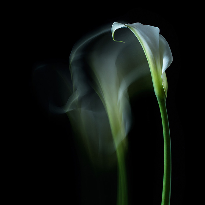 Creative Flower Photography with Polina Plotnikova