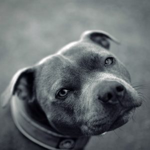Ben Brice - dog photography