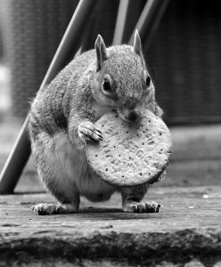 Jenni Carvell - squirrel photography