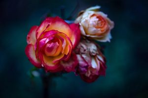 Lightroom course in London - learn how to edit flower pictures - example AFTER