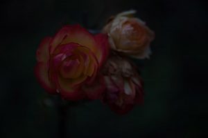 Lightroom course in London - learn how to edit flower pictures - example BEFORE
