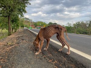 starving dog in rural Panama