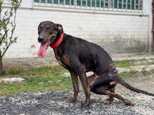 injured paralysed dog in Panama
