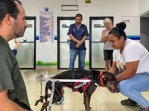 injured paralysed dog in Panama getting help