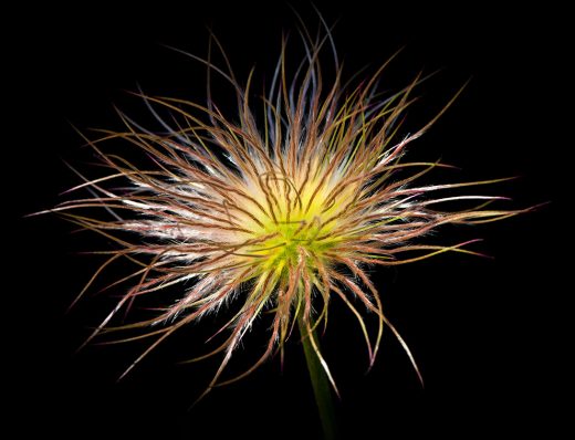 Phil Smith - Pasque Flower