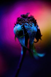 Roland Pokrywka - flower photography portfolio