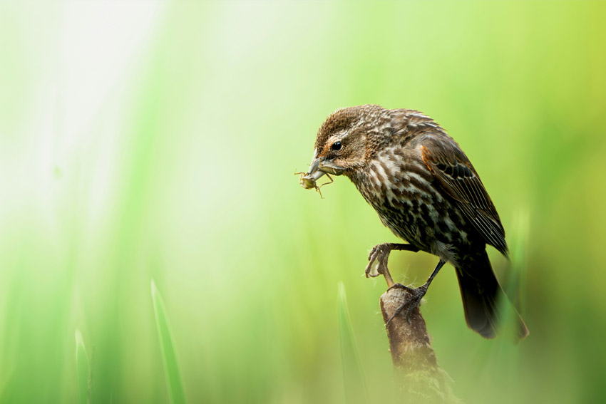 bird photography wildlife Canon camera EOS 2000d