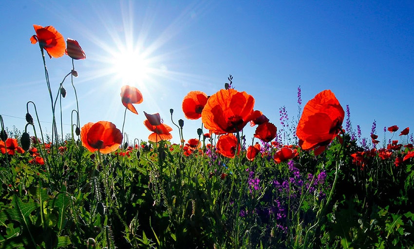 canon camera nature flower photography