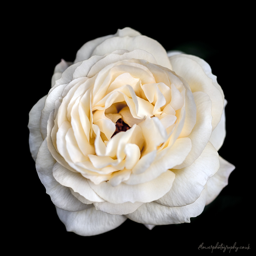 Dreamy white rose flower close-up picture - wall art, prints and