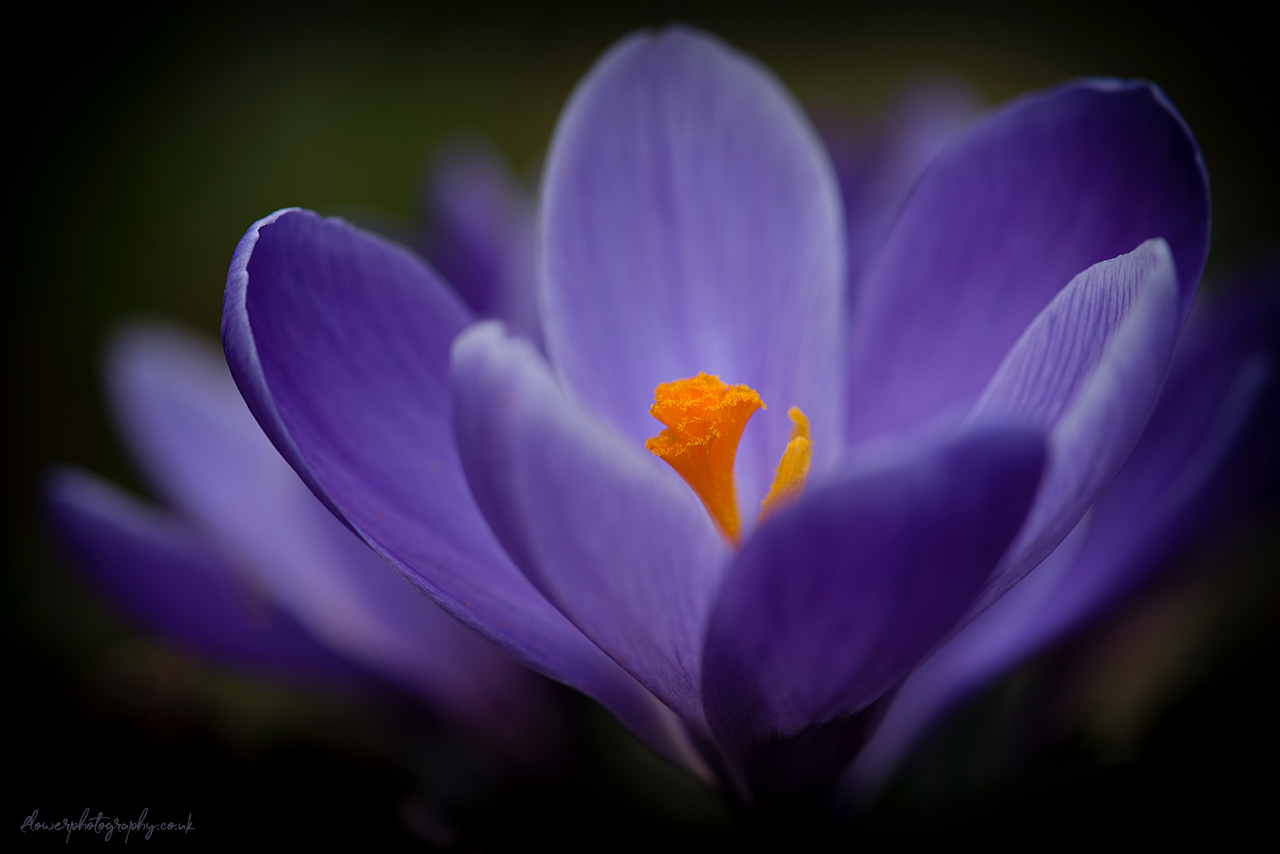 Beautiful little crocus flower petals - wall art, prints and can