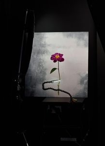 creative flower photography course with Polina Plotnikova in London