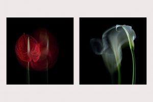 creative flower photography course with Polina Plotnikova in London