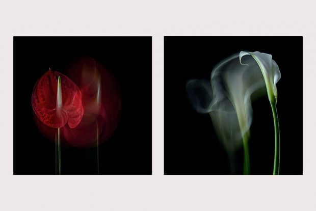 creative flower photography course with Polina Plotnikova in London creative flower photography course with Polina Plotnikova in London