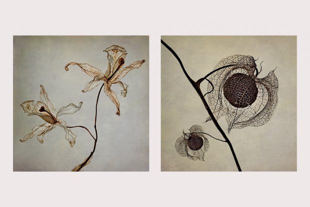 flower-photography-Polina-Plotnikova-workshop-Past-Perfect