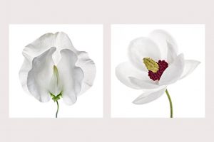 flower photography workshop with Polina Plotnikova - White on White technique