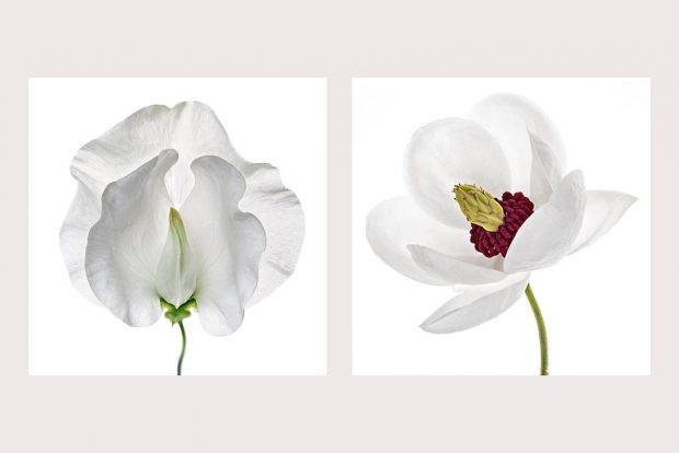 flower photography workshop with Polina Plotnikova - White on White technique flower photography workshop with Polina Plotnikova - White on White technique