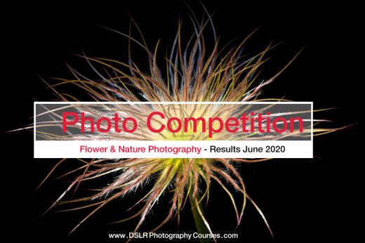 Flower Photography competition banner