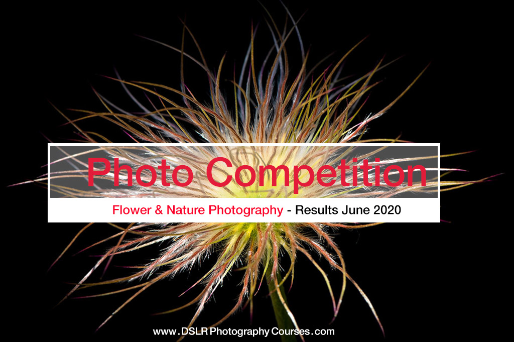 Flower Photography competition results June 2020