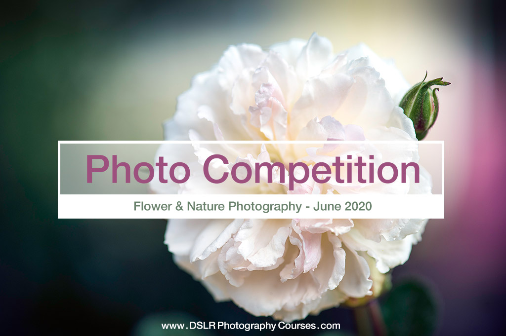 Flower and Nature Photography Competition June 2020
