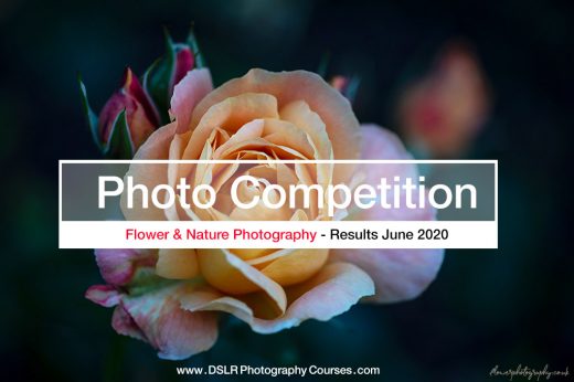 Flower Photography competition banner