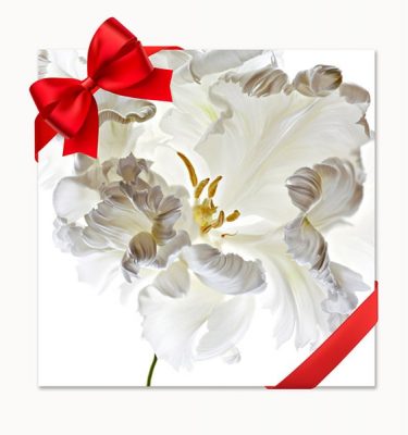 gift voucher for studio flower photography course