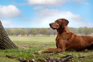 intensive beginners photography course London - better dog and pet pictures