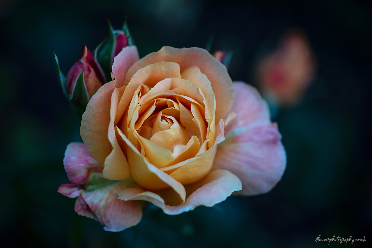Beautiful orange rose close-up picture. - wall art, prints and c