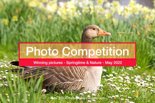Springtime & Nature photo competition results Maty 2022