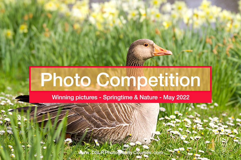 Springtime Photo Competition Results – April 2022