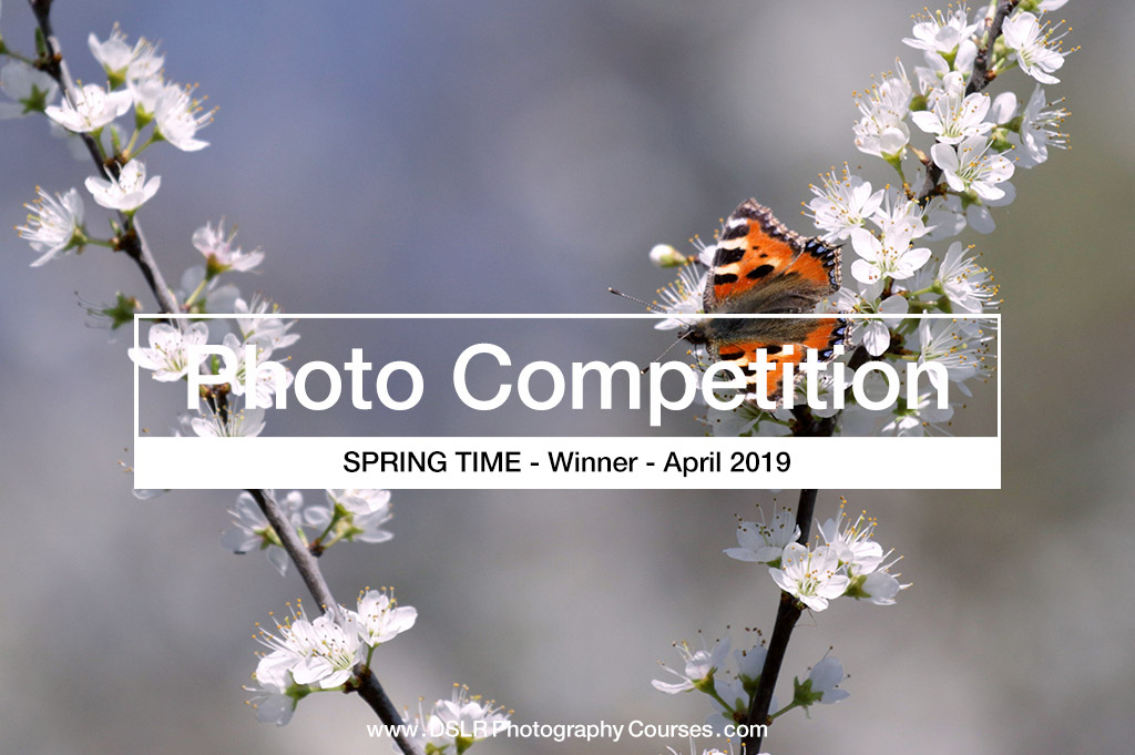 Springtime Photography Competition Winners 2019 04