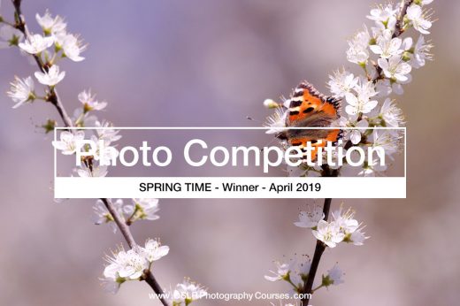 photography competition winner 2019-04