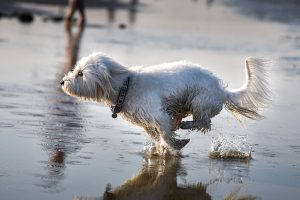 photography courses for beginners London - taking pictures of pet dog