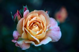photography for beginners course - better flower pictures