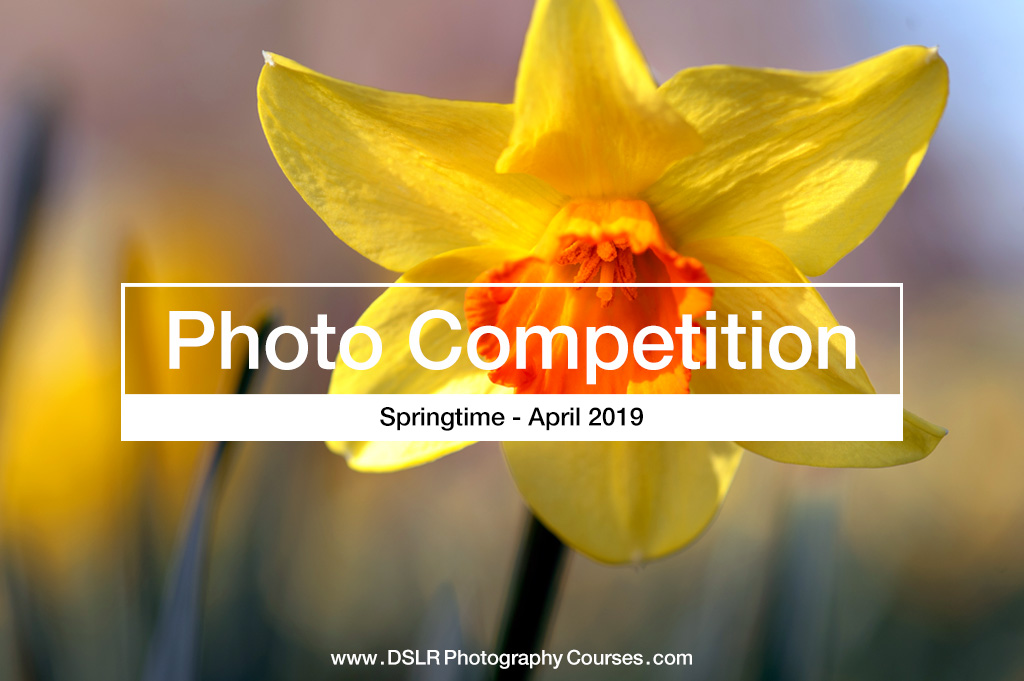 Springtime – Photography Competition – April 2019