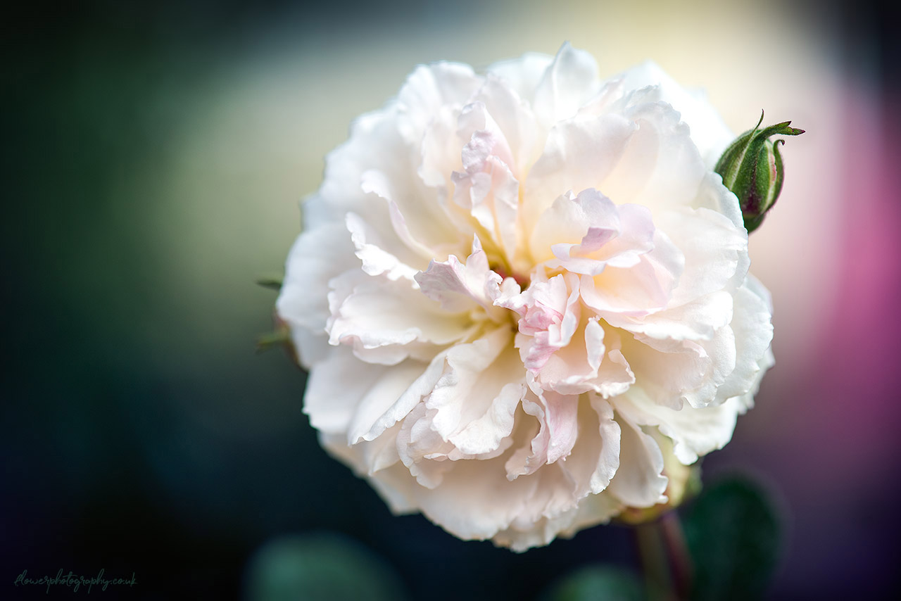 Beautiful dreamy white rose flower close-up picture - wall art,