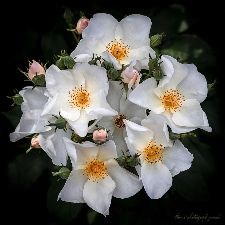 Beautiful garden roses white pink flowers picture - wall art, pr